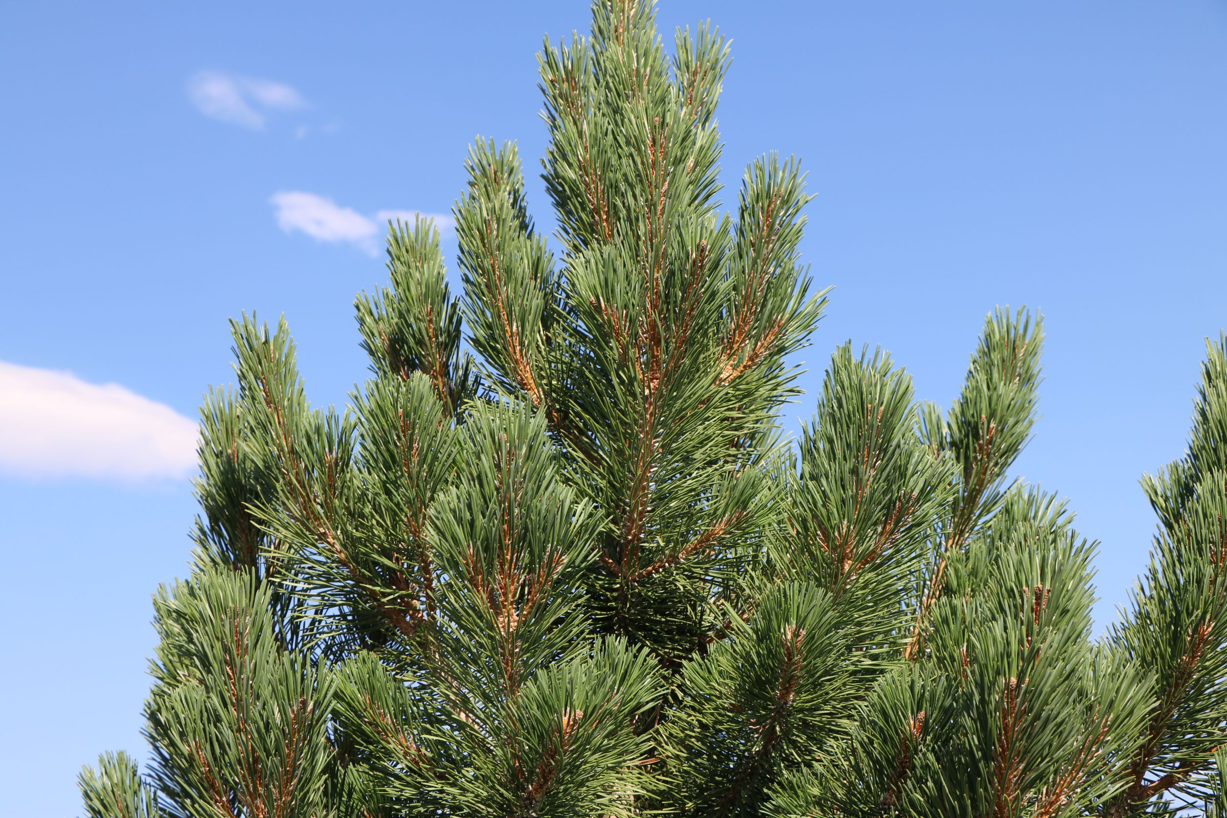 Tannenbaum Mugo Pine